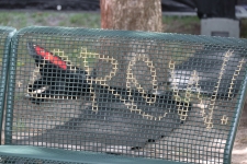 IMG 7158